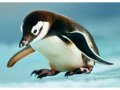 neuveden: Pohlednice 3D Pinguino AI