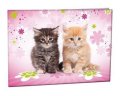neuveden: Školní desky na číslice - Cats