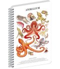 : Spirálový blok Animalium - Hlavonožci, linkovaný, A5