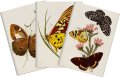 -: Sada tří notýsků Butterflies