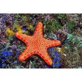 neuveden: Pohlednice 3D Asteroidea
