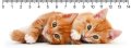 neuveden: Pravítko 3D Two Ginger Kitten