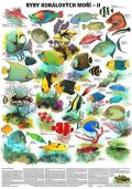 neuveden: Plakát - Ryby korálových moří 2. díl