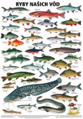 neuveden: Plakát - Ryby našich vod