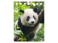 neuveden: Panda notebook A7