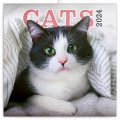 neuveden: Kalendář 2024 poznámkový: Kočky, 30 × 30 cm