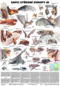 neuveden: Plakát - Savci střední Evropy III- Netopýři