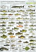 neuveden: Plakát - Sladkovodní ryby střední Evropy