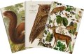 -: Sada tří notýsků Forest Animals