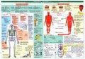 neuveden: Tabulka - biologie člověka