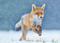 neuveden: Pohlednice 3D - Running Fox