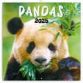 neuveden: Kalendář 2025 poznámkový: Pandy, 30 × 30 cm