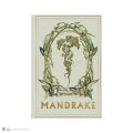 neuveden: Harry Potter zápisník A5 - Mandragora