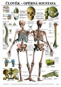 neuveden: Plakát - Člověk - Opěrná soustava