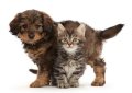neuveden: Pohlednice 3D - Golden Doodle