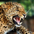 neuveden: Magnet 3D Leopard