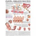 neuveden: Plakát - Člověk - Pohlavní cykly ženy
