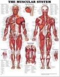 kolektiv autorů: Muscular System Chart: Wallchart
