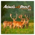 neuveden: Kalendář 2024 poznámkový: Zvířátka z lesa, 30 × 30 cm