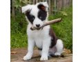 neuveden: Magnet 3D Border Collie