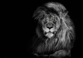neuveden: Pohlednice 3D Lion