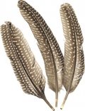 neuveden: Dekorativní peříčka bažantí - kropenatá 8 ks / 1 5- 20 cm