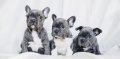neuveden: Dětská osuška - French Bulldogs