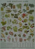 neuveden: Plakát - Naše jehličnany a keře