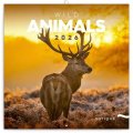 neuveden: Kalendář 2026 poznámkový: Divoká zvířata 30 x 30 cm