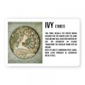 neuveden: Magnet Alfons Mucha - Ivy