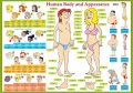 Tinková Eva: Human Body and Appearance / Lidské tělo - Naučná karta