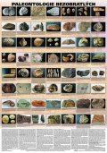 neuveden: Plakát - Paleontologie bezobratlých