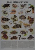 neuveden: Plakát - Plazi střední Evropy